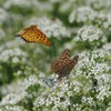 花散歩‐ニラの花と蝶