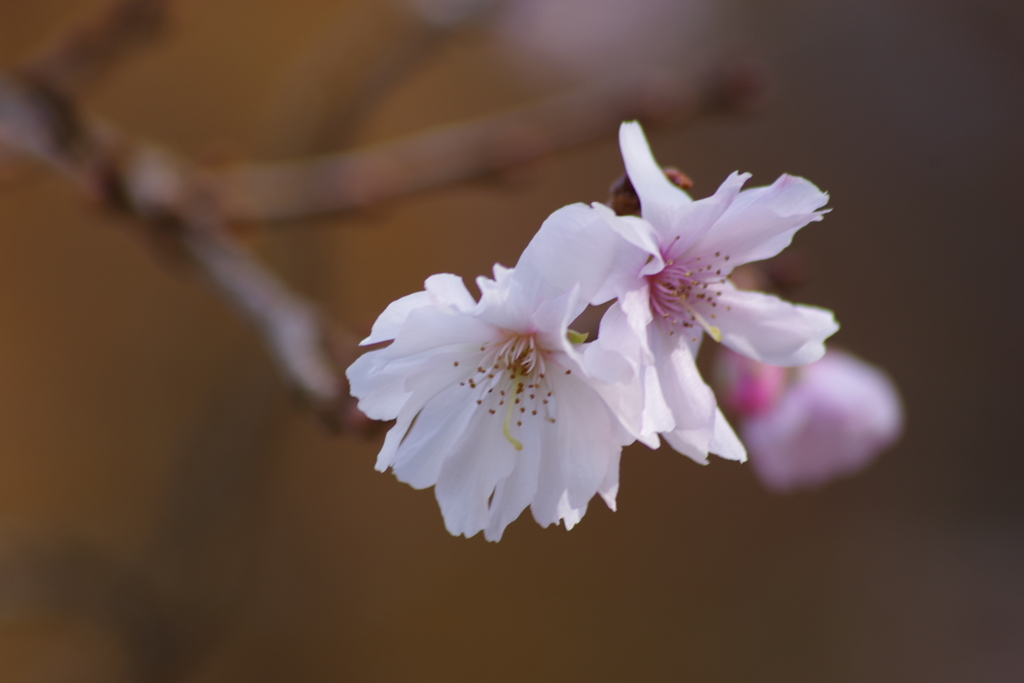 野草園の十月桜