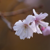 野草園の十月桜