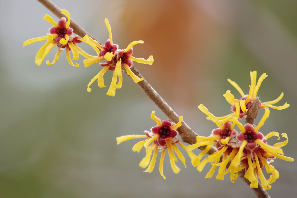 まんずさく‐シナマンサクは花盛り1