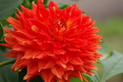 秋田のダリア-32