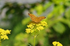 女郎花に集う・オオウラギンスジヒョウモン雌