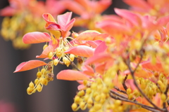 花散歩‐紅葉したサラサドウダン