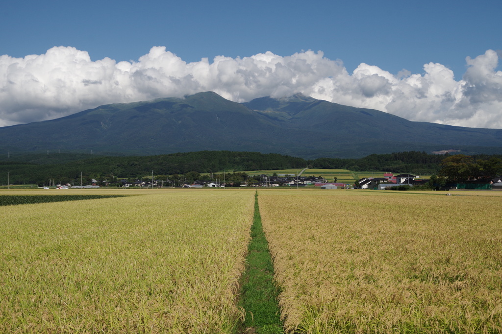 鳥海山と２０１５秋の実り