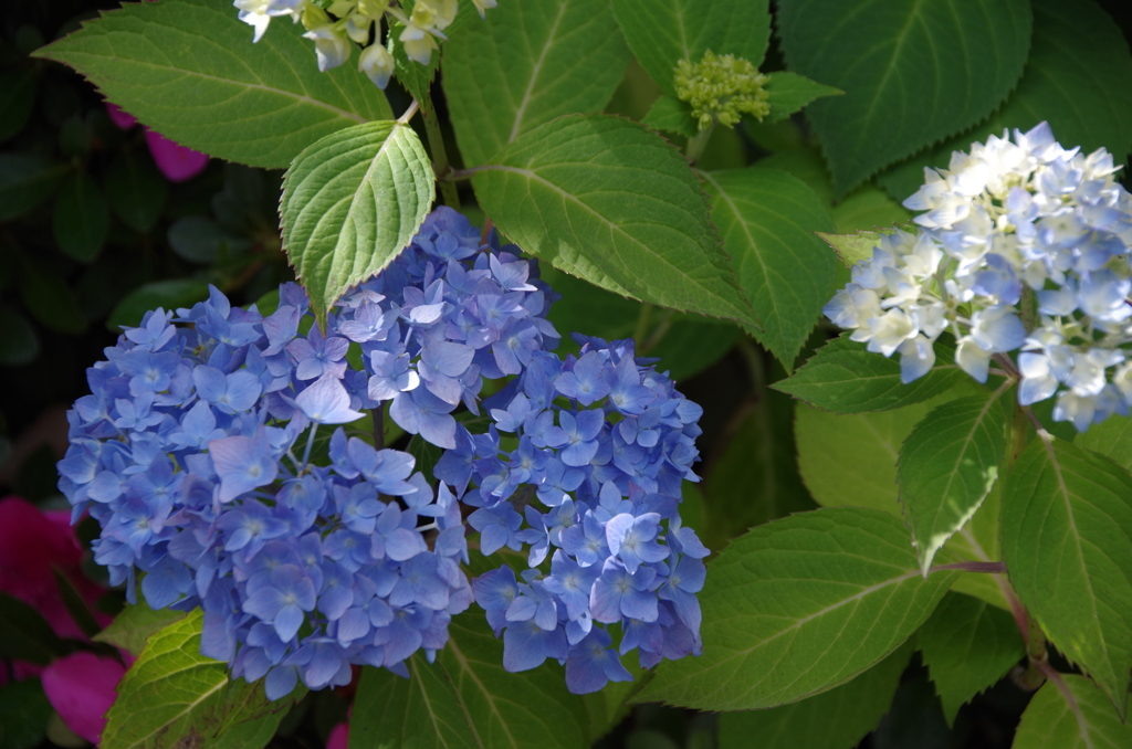 花散歩‐小さな花の紫陽花