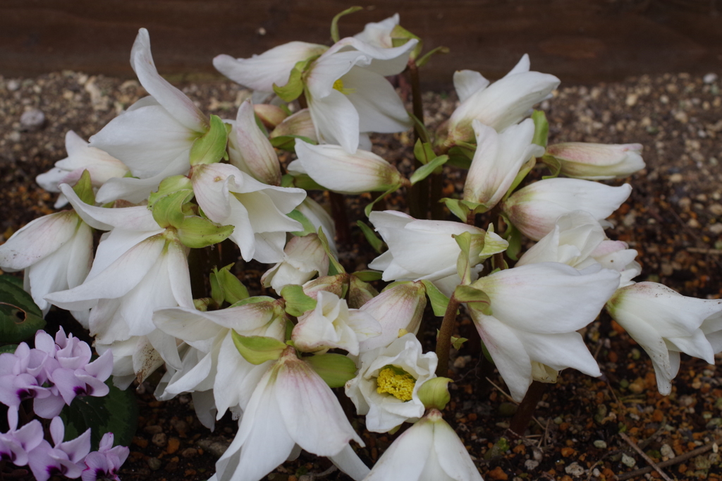 家の周りで-白いクリスマスローズ1