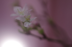 春を先駆けて-啓翁桜4
