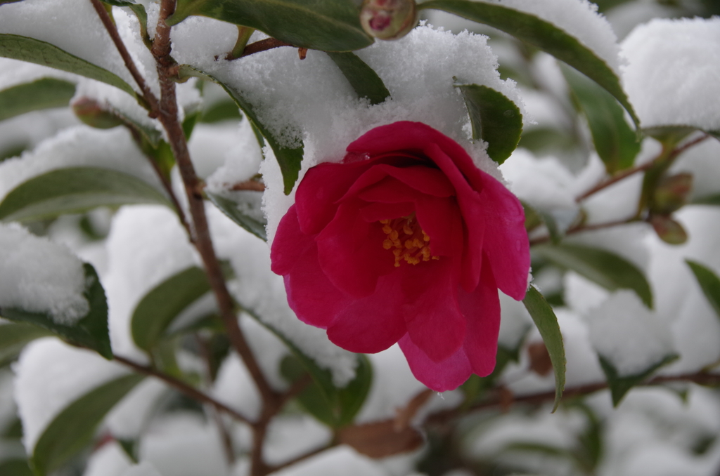 2021年の今頃‐ふうわり雪と山茶花2