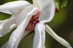 鳥海ブルーラインで花探し-コブシ