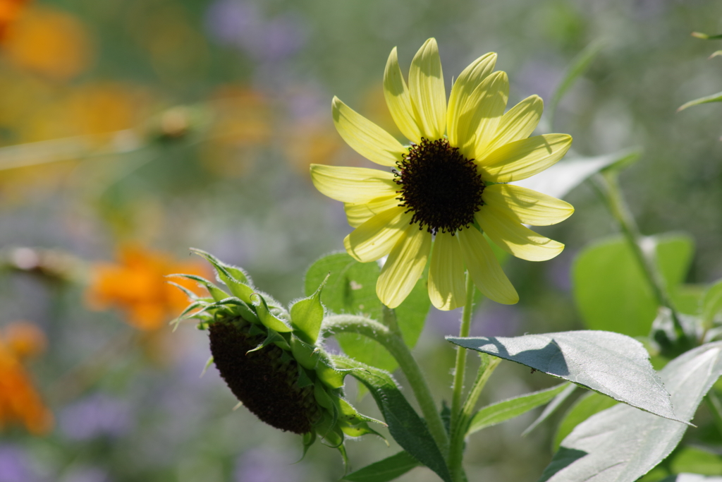 花散歩‐レモン色の向日葵