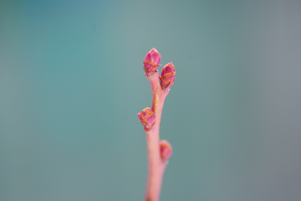 立春の冬芽