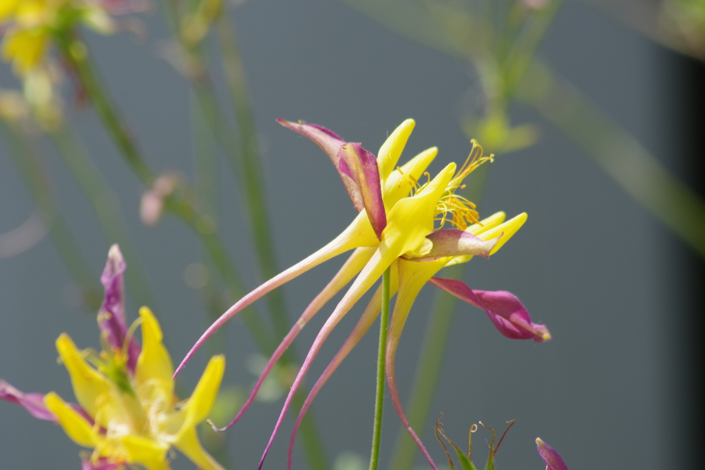 六月の花散歩-オダマキ