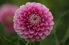 ベイビーピンク