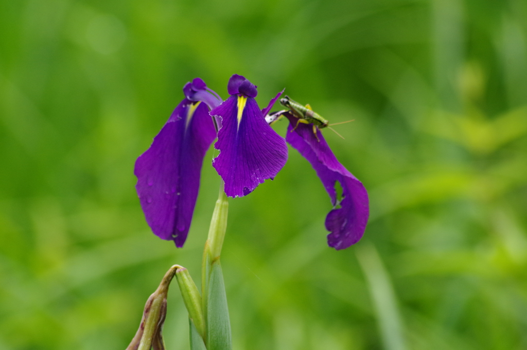 野花菖蒲