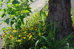 樹下の花想い4
