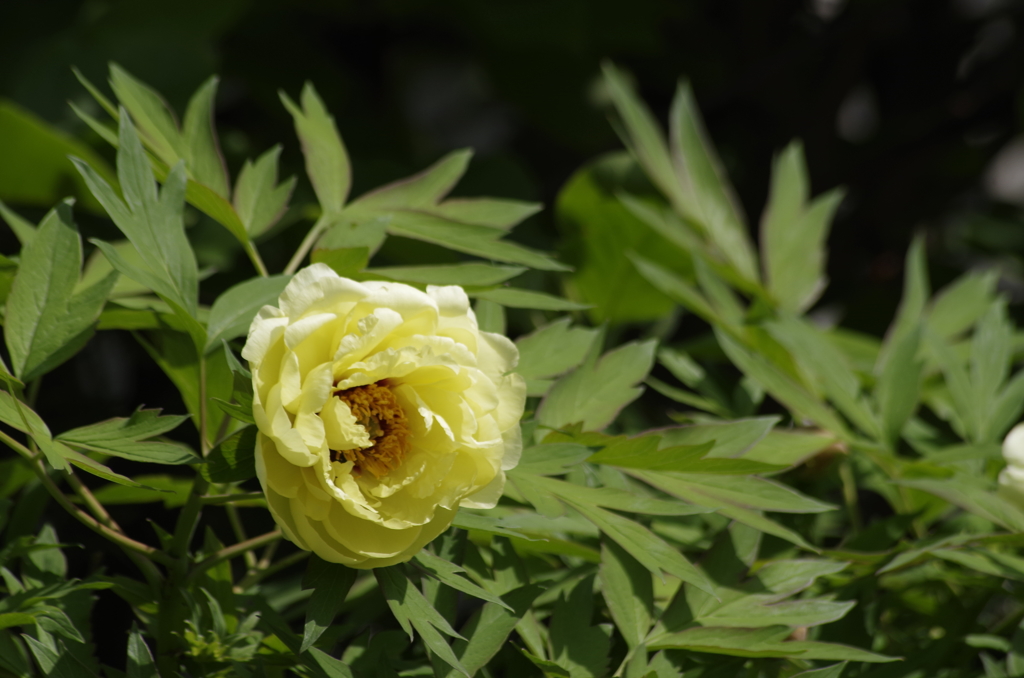 花散歩‐黄花のボタン