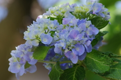 花散歩-遅咲きの紫陽花