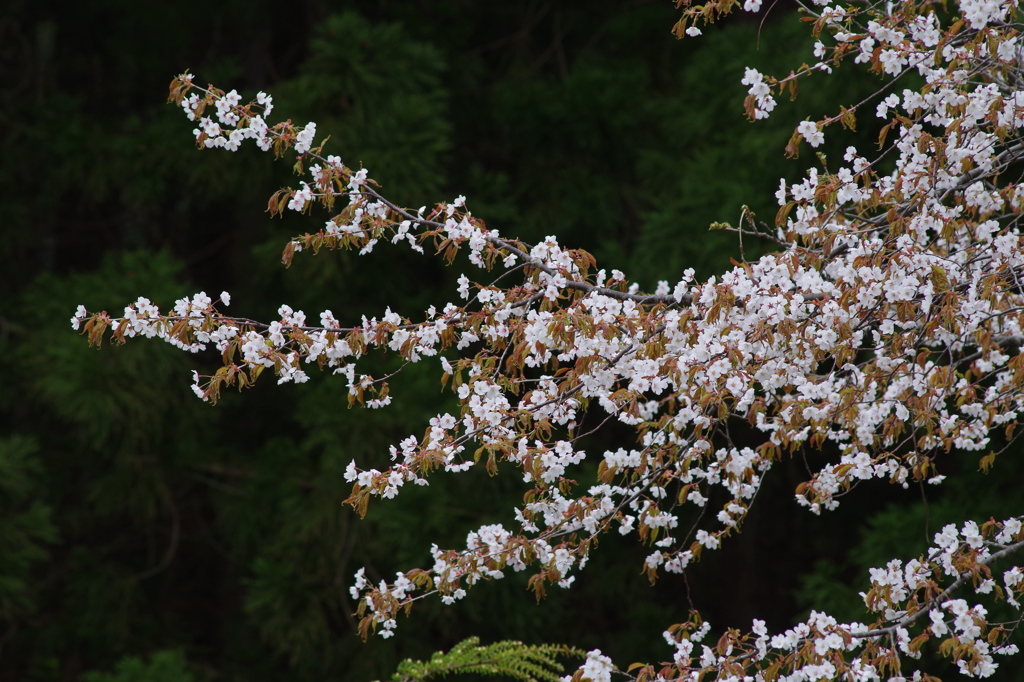 山桜-1