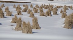 雪の田の稲藁-2