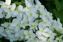 花散歩-柏葉紫陽花