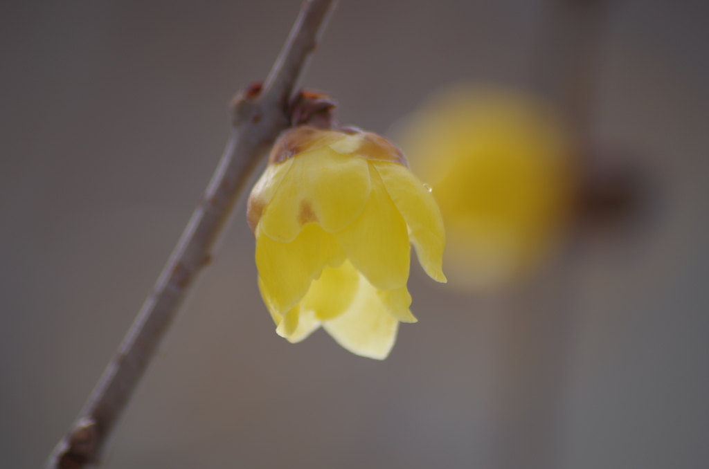 昼前には消えた雪‐蝋梅香る1