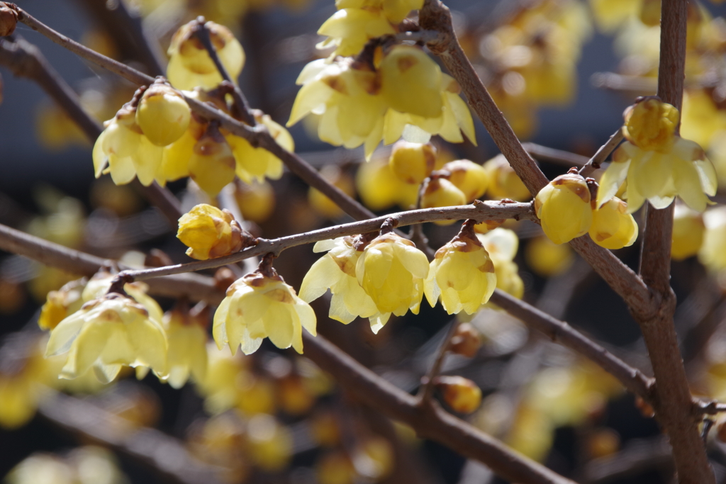 俄然春めいて蝋梅香る-1