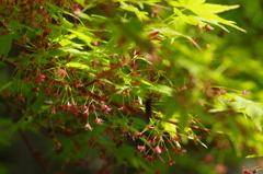 花の後は緑のプロペラ