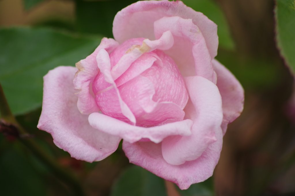 花散歩-冬の薔薇