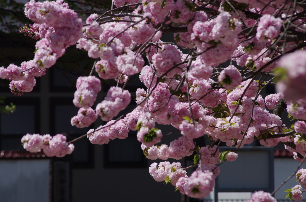 子安観音堂の桜-2