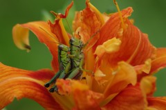 夏の野草園-ヤブカンゾウで仲良く