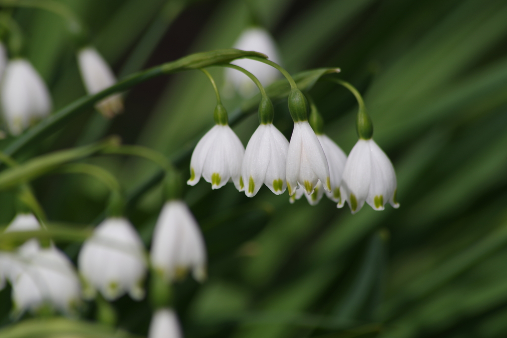 春を待つ心‐スノーフレーク