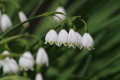 春を待つ心‐スノーフレーク