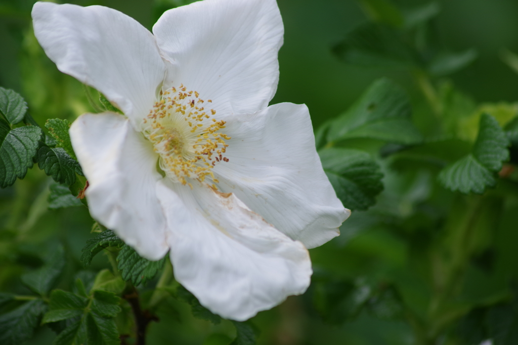 花散歩-ハマナス