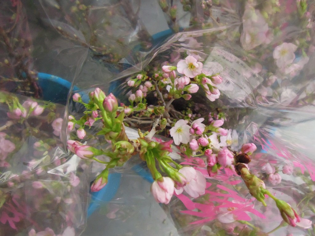 ラップの中は春