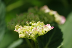 花散歩-ちょびっと色づいた紫陽花