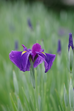 花菖蒲の季節到来₋初紫