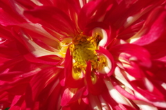 秋田のダリア‐蕊の魅惑7