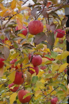 林檎が赤くなると葉っぱも色付きます