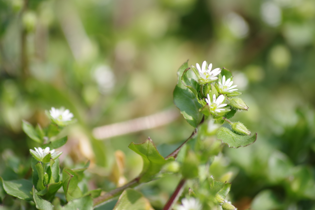 春の陽気の花散歩‐ハコベ