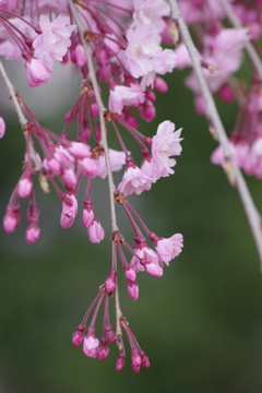 枝垂桜