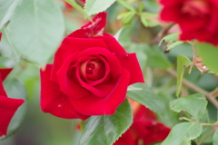 花散歩-紅い薔薇
