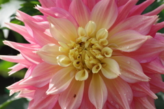 秋田のダリア‐千秋花火