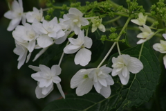 花散歩‐あじさい