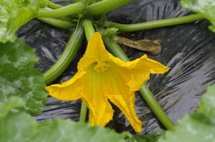 菜園の花‐ズッキーニ
