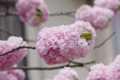 春を待ちかねて‐子安観音堂の桜
