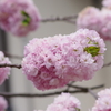 春を待ちかねて‐子安観音堂の桜