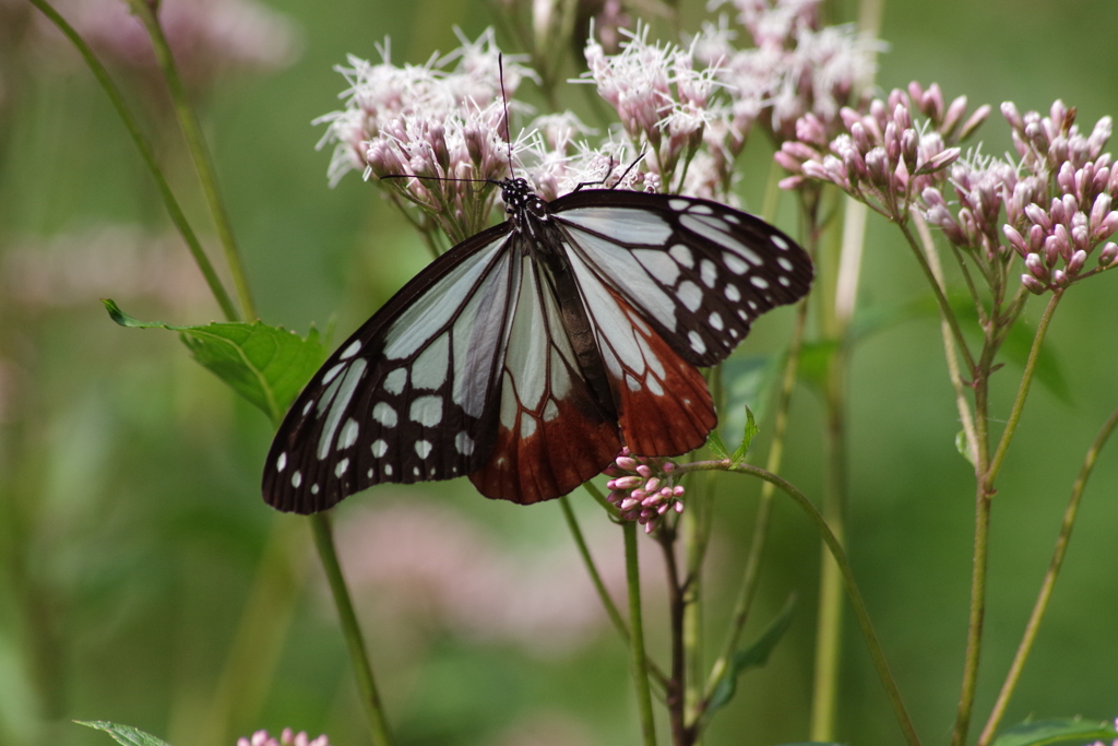 フジバカマとアサギマダラ2