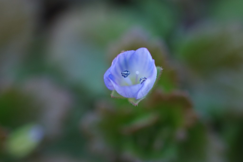 やっと見付けた-オオイヌノフグリ2