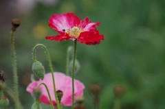 花散歩‐ケシ