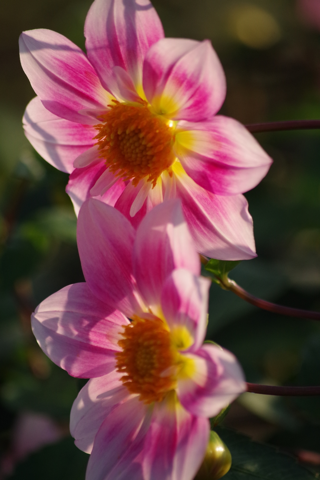 花散歩-陽に透けて